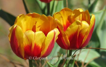 Tulipa 'Keizerskroon,' or "Emperor's Crown" in Dutch, is single late tulip in a brilliant red and yellow bi-color.