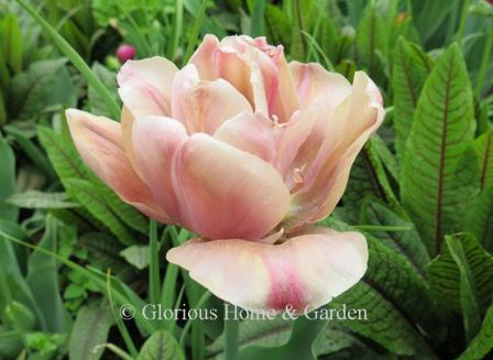 Tulip 'La Belle Epoque' is in the Division 11 Double Late category. It is a stunning combination of rose, apricot, caramel and a bit of yellow.