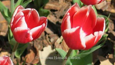 Tulipa 'Leen van der Mark' is a Triumph tulip in brilliant red with white edges.