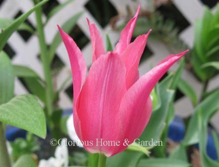 Tulipa 'Mariette' is an example of the Division 6 Lily-Flowered class. 'Mariette' is a lovely rose-pink with softer pink on the edges of the petals.