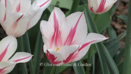 Tulipa 'Marilyn' is an example of the Division 6 Lily-Flowered class. It is white with red flames, and a sport of 'Mariette' above.