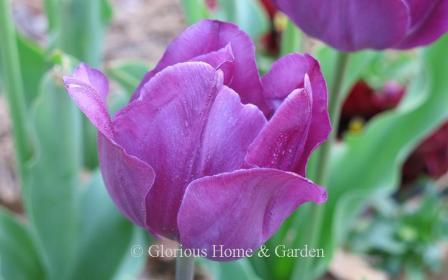 Tulipa 'Negrita' is an example of the Division 3 Triumph class.  it is a well-known purple tulip that combines beautifully with other colors like white, yellow and orange.
