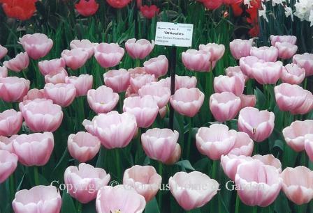 Tulipa 'Ollioules' is an example of the Division 4 Darwin Hybrid class in rose with white edges.