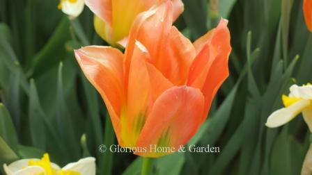 Tulipa 'Orange Emperor' is an example of the Division 13 Fosteriana class.  it is an early to mid-season bloomer in orange with yellow base and accents of green flames.