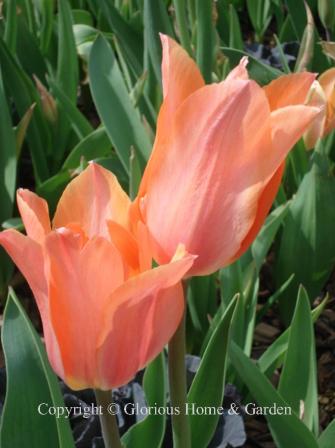 Tulipa 'Perestroyka' is in the Division 5 Single Late class.  It is a beautiful apricot pink suffused with raspberry.
