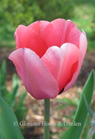 Tulipa 'Pink Impression' is an example of the Division 4 Darwin Hybrid class in rose-pink.