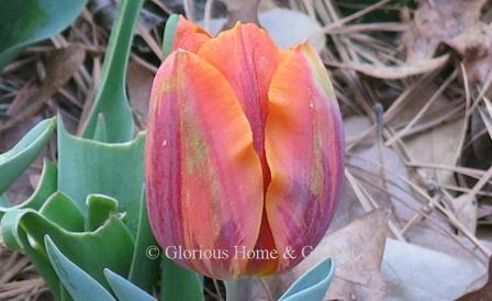 Tulipa 'Prinses Irene' is an example of the Division 3 Triumph class. This is a deservedly popular tulip that combines orange with purple, rose and even a bit of green.  A Rembrandt look-alike.