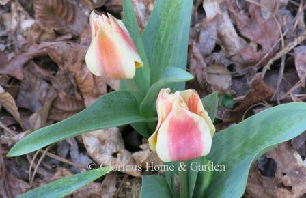 Tulipa 'Quebec' is an example of the Division 14 Greigii class.  it is rose with cream on the outer edges of the petals.  The interior is cream with rose on the center of each petal.