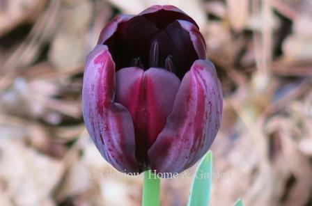 Tulipa 'Queen of Night' is in the Division 5 Single Late class.  It is a very deep purple, almost black, and is stunning combined with orange, red, pink and chartreuse colors.