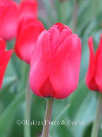 Tulipa 'Red Impression' is an example of the Division 4 Darwin Hybrid class.  A classic red tulip.