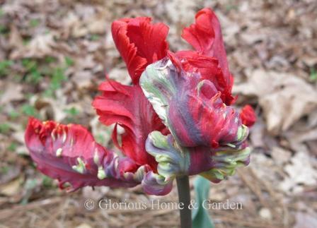 Tulipa 'Rococo' is an example of the Division 10 Parrot Tulip class.  It is stunning combination of red, purple, yellow and green with very ruffled and twisted petals.