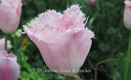 Tulipa 'Santander' is an example of the Division 7 Fringed class.  Delightful rosy pink with heavy fringing.