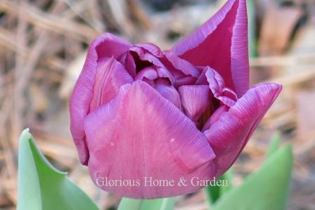 Tulipa 'Showcase' is an example of the Division 2 Double Early class in purple.