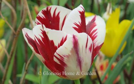 Tulipa 'Sorbet' is in the Division 5 Single Late class.  Large white goblets are dramatically splashed with deep raspberry-red flames.