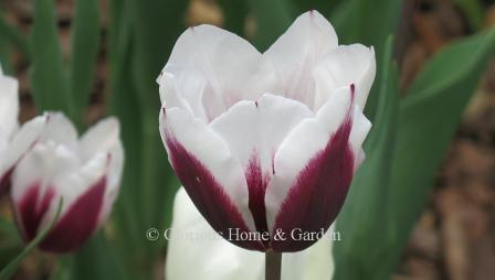 Tulipa 'Spitzbergen' is and example of the Division 3 Triumph class. It is white with deep purple markings on the outside of the petals, and on the inside which look like a star.