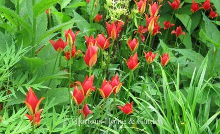 Tulipa sprengeri is in the Division 15 Species class.  Pale yellow-orange elongated buds unfurl to reveal red flowers with pointed tips that open wide like a lily.  Very late blooming.