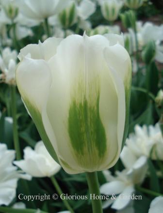 Tulipa 'Spring Green' is an example of the Division 8 Viridiflora class.  It is white with green markings.