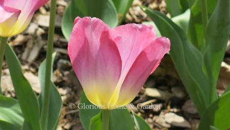 Tulipa 'Tom Pouce' is in the Division 3 Triumph class.  Very distinctive bright pink with a yellow base.