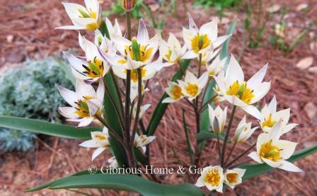 Tulipa turkestanica is listed in the Division 15 Species class.  It is a multi-stemmed variety with ivory flowers with yellow centers.  Good for naturalizing.