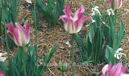 Tulipa 'Virichic' is and example of the Division 8 Viridiflora class.  It is bright pink and white with green flames and is lily-shaped to boot.