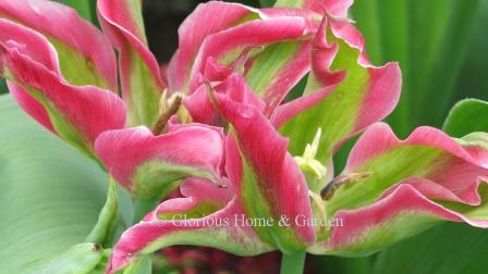 Tulipa 'Virichic' is and example of the Division 8 Viridiflora class.  It is bright pink and white with green flames and is lily-shaped to boot.