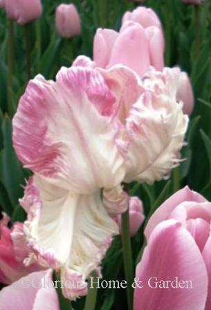 Tulipa 'Weber's Parrot' is an example of the Division 10 Parrot Tulip class in a lovely combination of soft pink, rose, and cream.