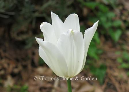 Tulipa 'White Triumphator' is an example of the Division 6 Lily-Flowered class.  Pure white, and supremely elegant, this tulip is a classic.