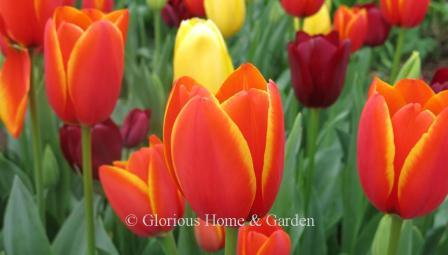 Tulipa 'World's Favorite' is an example of the Division 4 Darwin Hybrids class.  It i a striking orange-red with a narrow yellow edge on the petals.