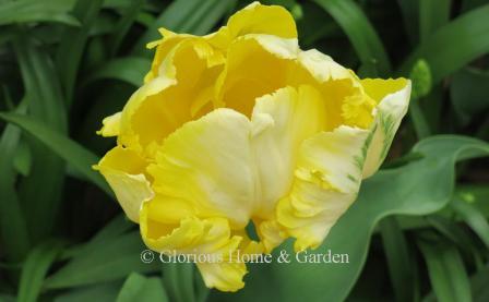 Tulipa 'Yellow Madonna' is an example of the Division 10 Parrot Tulip class.  It is bright yellow with white and green feathering on the exterior.