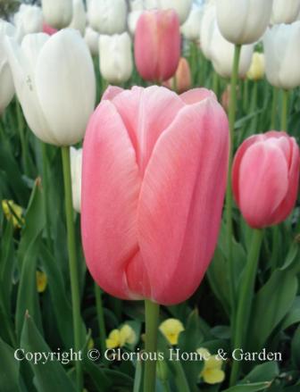 Tulipa 'Menton' is an example of the Division 5 Single Late class in rose pink shading lighter at the edges.
