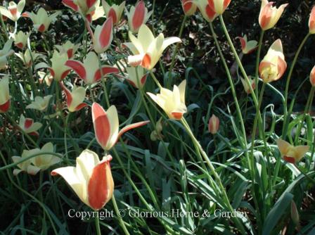 Tulipa clusiana 'Iinka' is in the Division 15 Species class. Similar to T. clusiana var chrysantha, but with paler yellow interior.