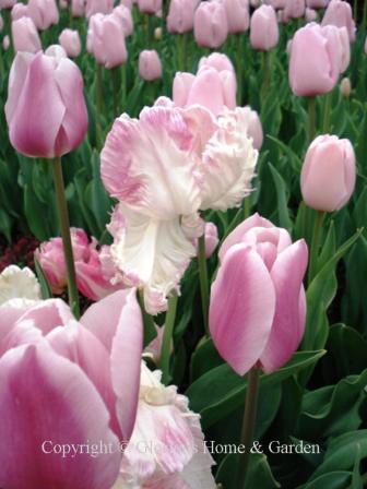 Spring Bulbs featuring Parrot tulip 'Weber's Parrot' and Triumph tulip 'Gabriella' in shades of pink and cream.