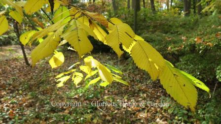 Ulmus americana