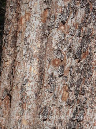 Ulmus parvifolia, lacebark elm bark