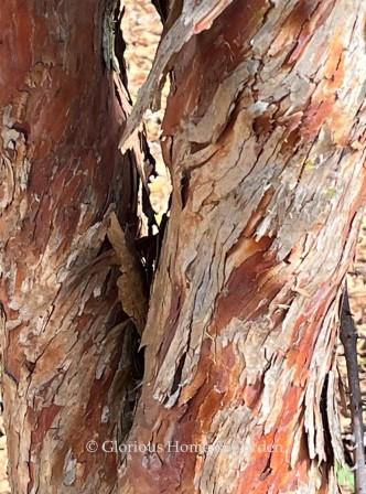 Vaccinium arboreum, sparkleberry or farkleberry--this blueberry relative is native to the Southeastern U.S.  Bark on mature specimens exfoliates in shaggy strips and varies in color from gray to reddish-brown to orange.