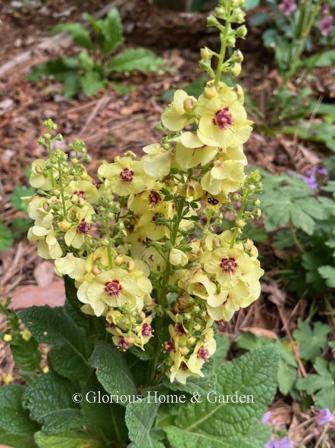 Verbascum 'Dark Eyes' is a hybrid that grows to about 1' and is generous with its large soft yellow flowers with dark eyes.