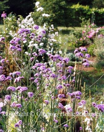 Verbena bonariensis