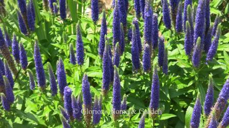 Veronica 'Royal Candles'