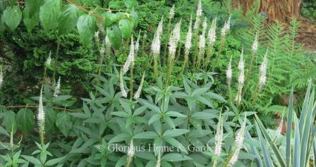 Veronicastrum virginicum