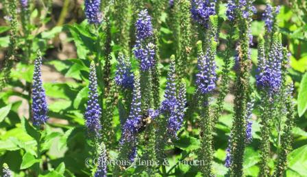 Verbena x 'Sunny Border Blue'