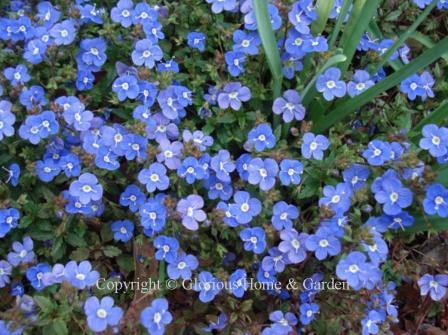 Veronica umbrosa 'Georgia Blue'