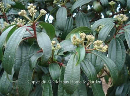 Viburnum cinnamomifolium