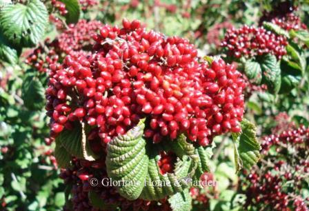 Viburnum dilatatum 'Cardinal Candy'