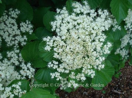 Viburnum dilatatum 'Erie'