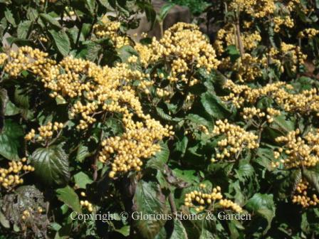 Viburnum dilatatum 'Michael Dodge'