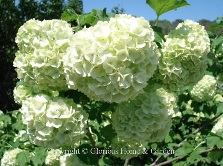 Viburnum macrocephalum