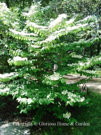 Viburnum plicatum var. tomentosum 'Mariesii.'
