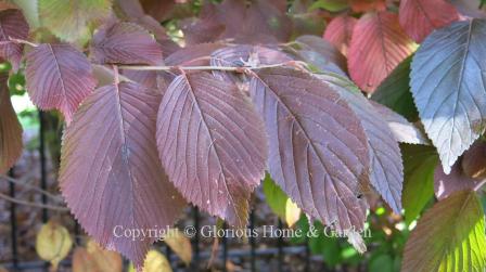 Viburnum plicatum var. tomentosum, doublefile viburnum, turns beautiful shades of red to burgundy in the autumn.