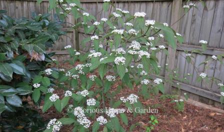 Viburnum setigerum has white flowers in mid-spring followed by red berries in fall.