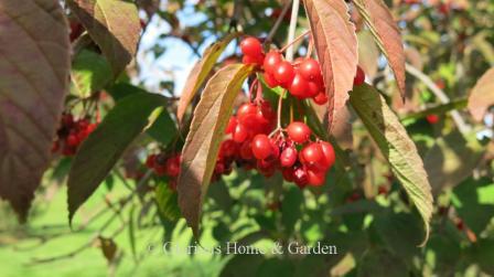 Red Berry Tree Identification: 18 Berry Tree & Bush Types (Summer